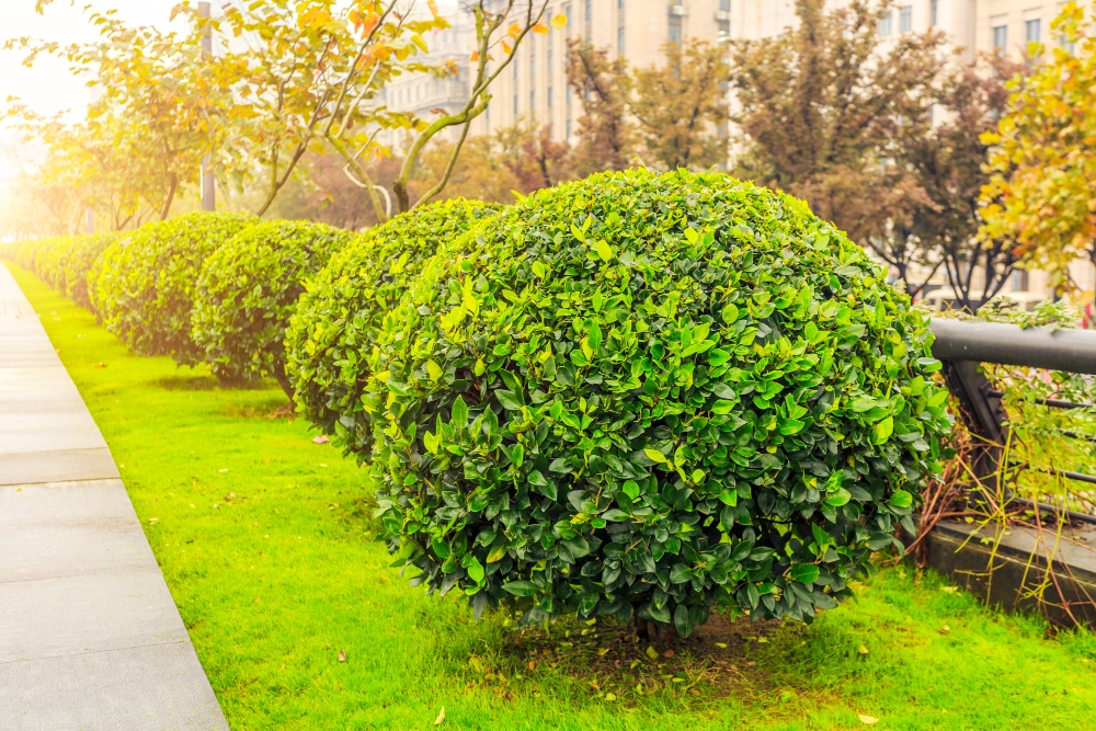 round hedges