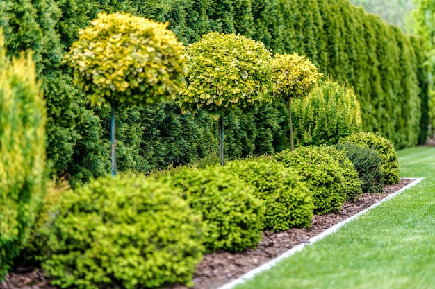 row of hedges