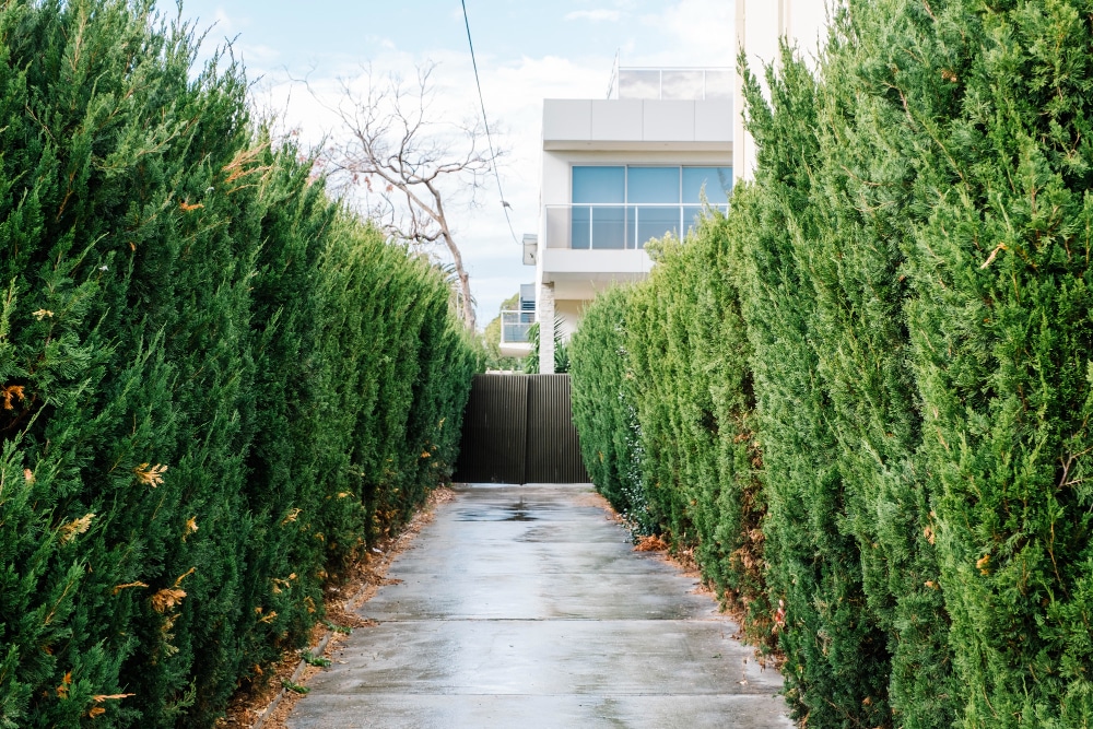 walkway of hedge plants