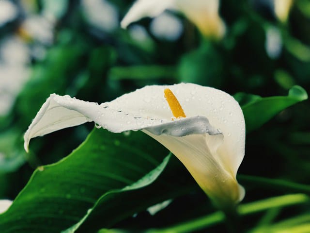 calla lily