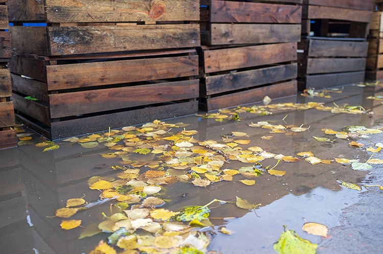 Flooded Garden