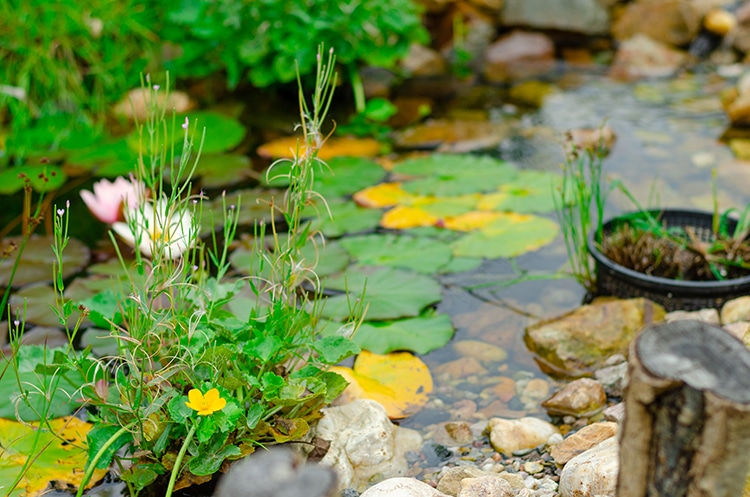 rain garden