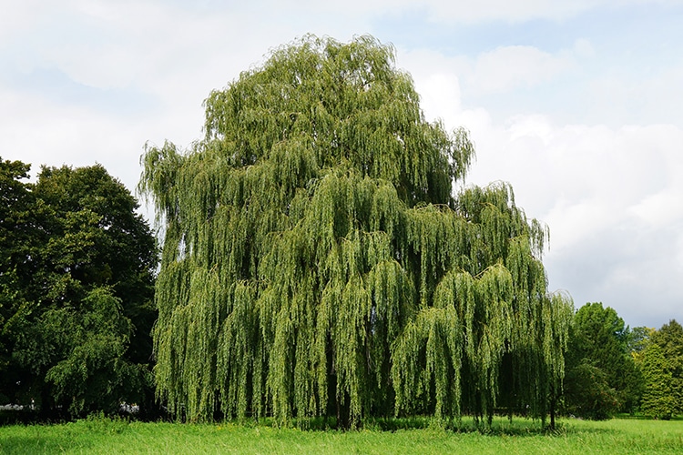 weeping willow tree