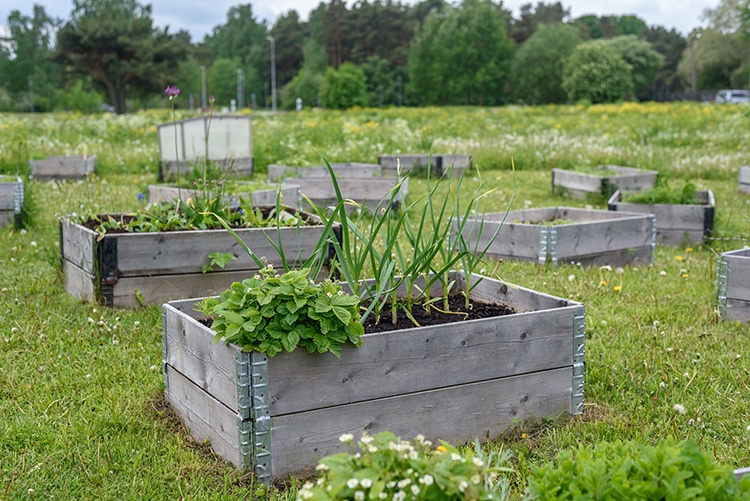 Wooden raised beds in communal garden