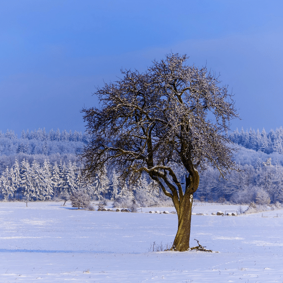 Keep Your New Zealand Trees Healthy: Winter Care Tips