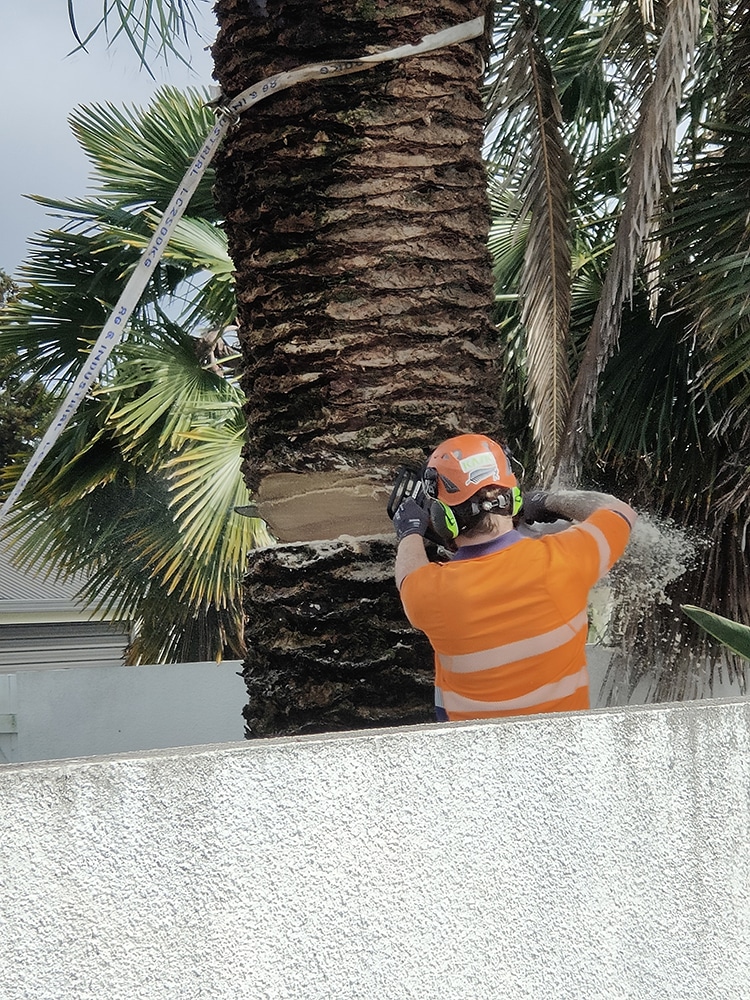 Palm Tree Removal