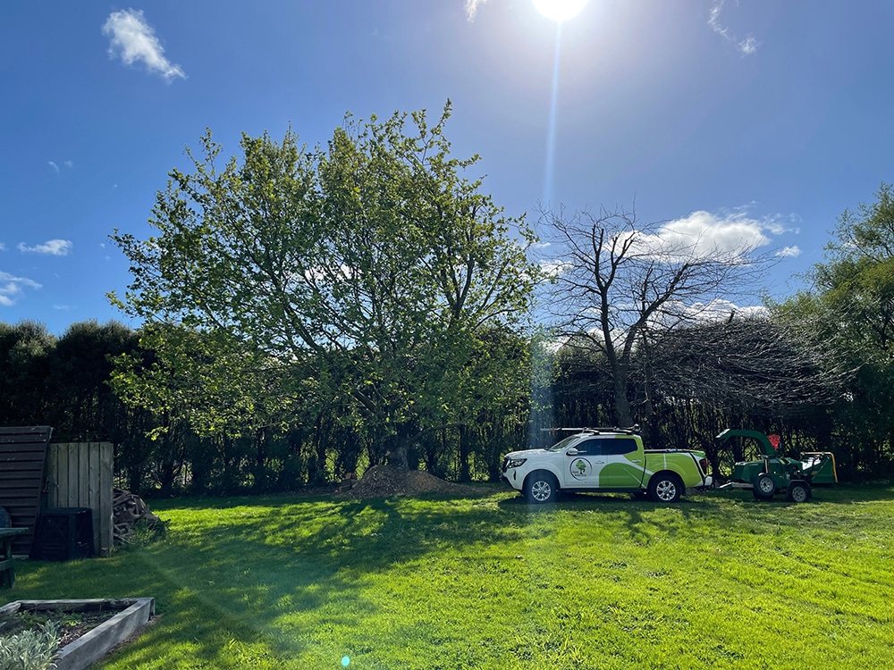 Tree Pruning Hamilton