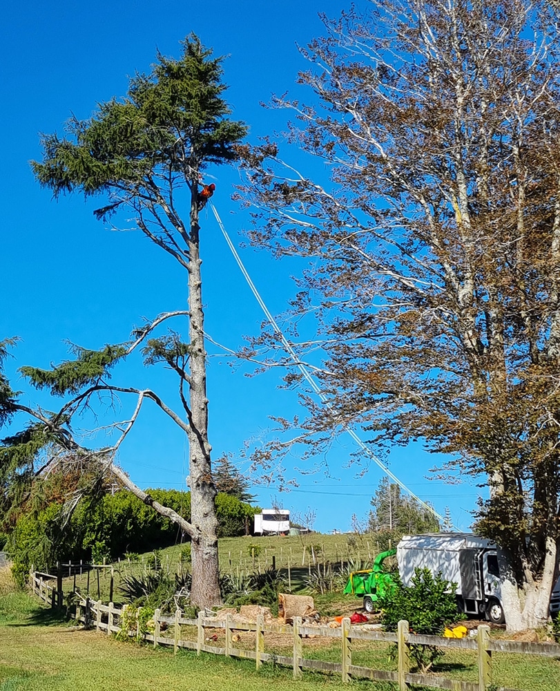 Tree Removal