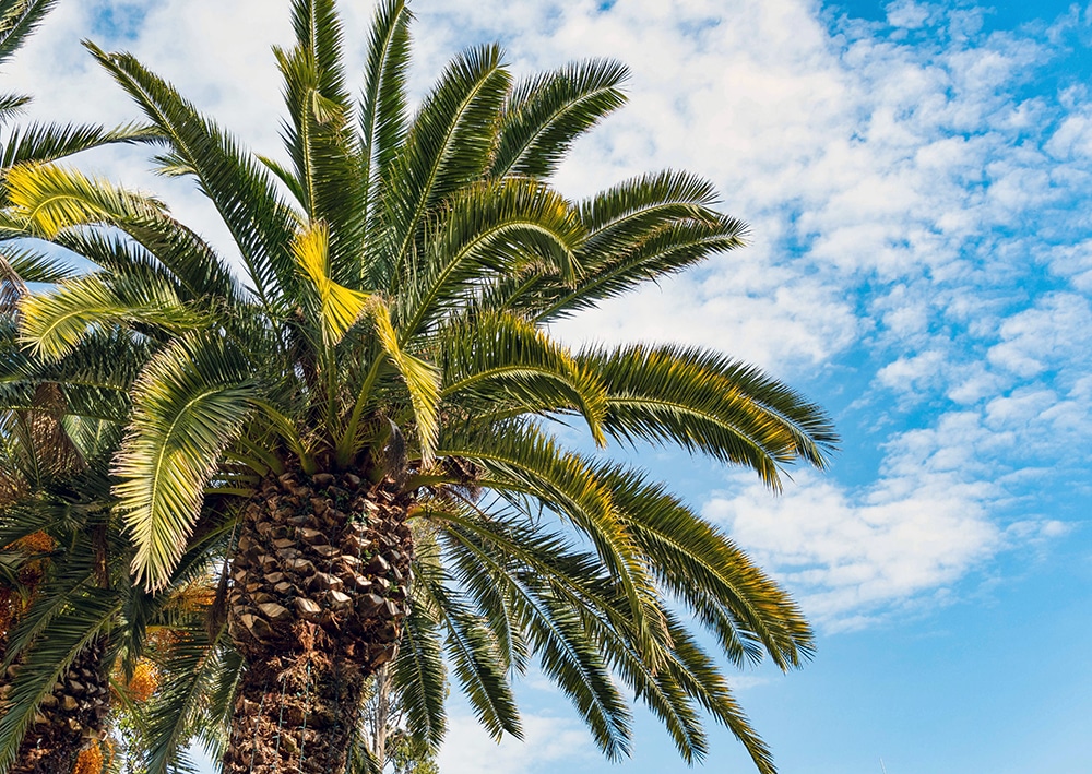 A palm tree on a tropical beach on a sunny day