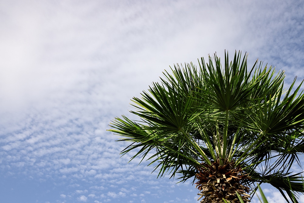 green tall palm tree