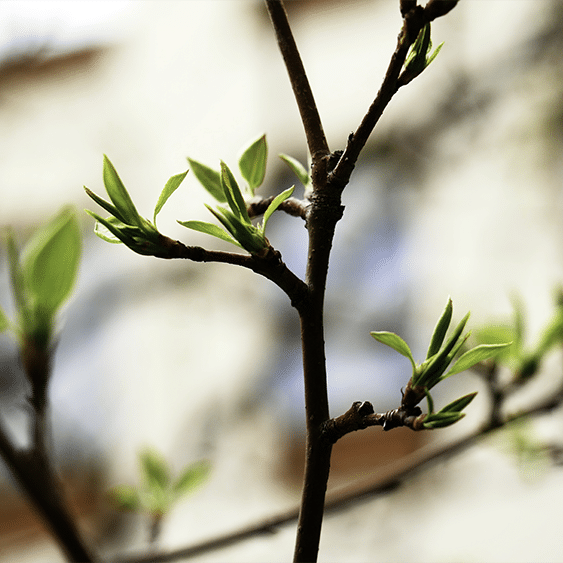 spring tree growth