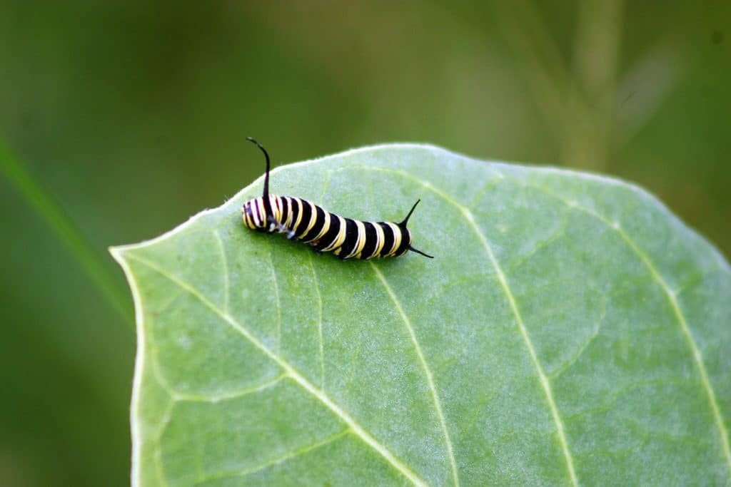 Managing Pests in Your Trees in NZ