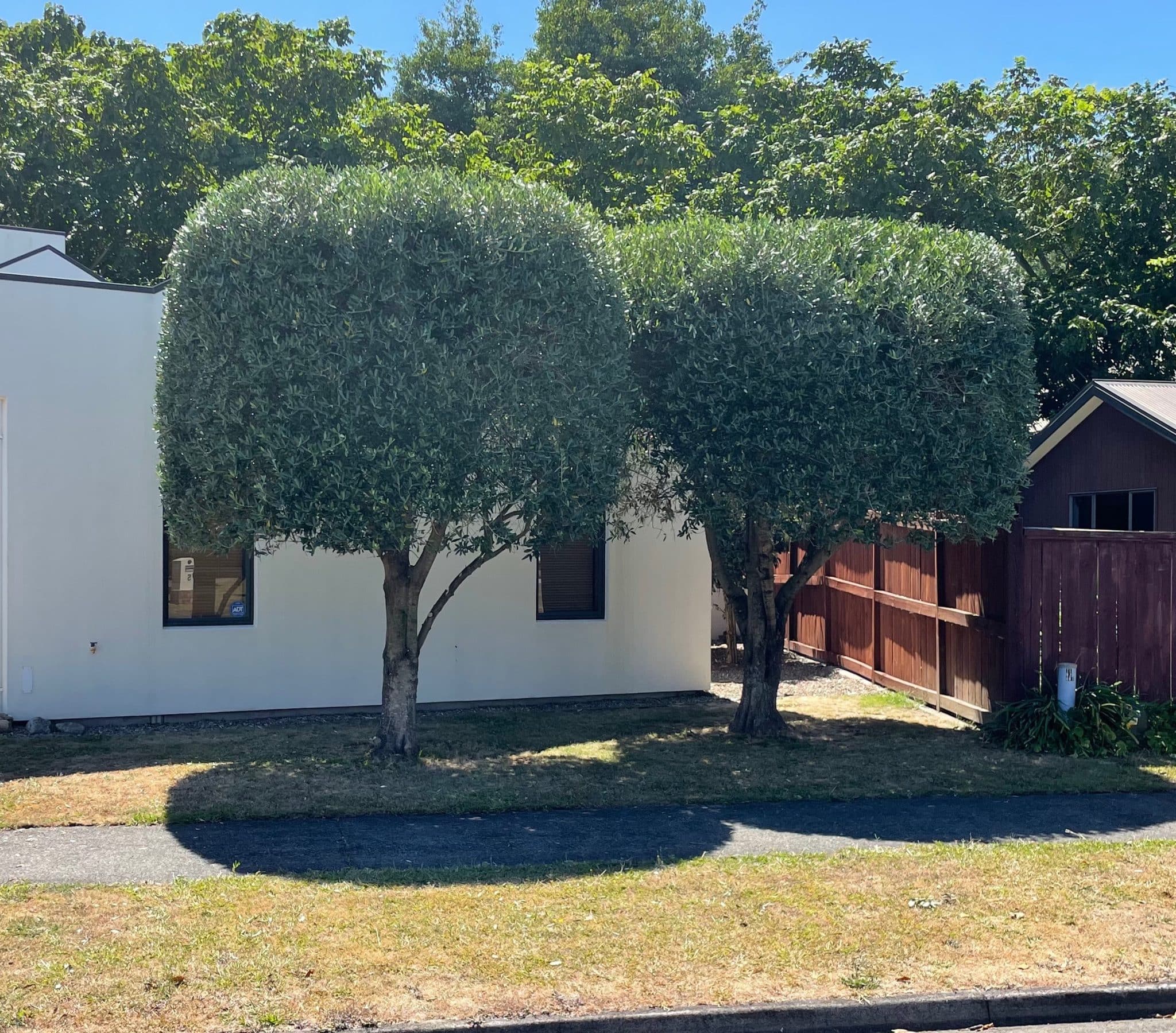 Hedge Trimming Hamilton