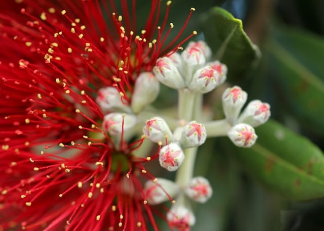 Pōhutukawa Waikato