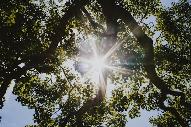 Summer tree care Waikato