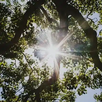Summer-tree-care-Waikato