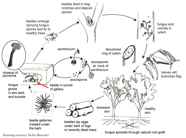Dutch-elm-disease-cycle