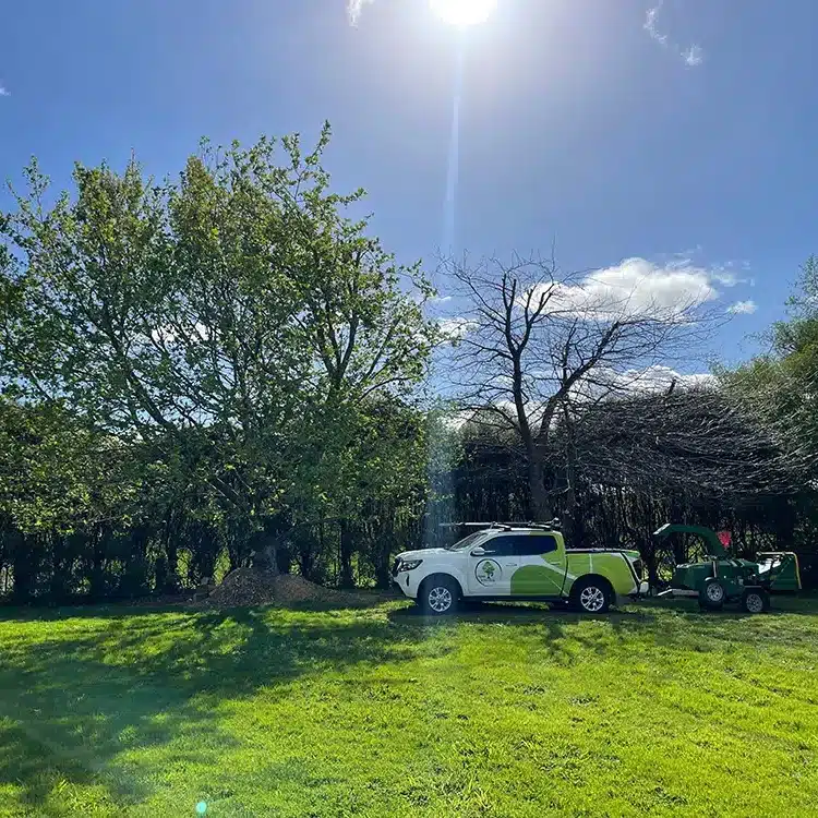 Tree-Pruning-Hamilton