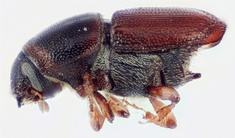 dutch elm disease beetle hamilton