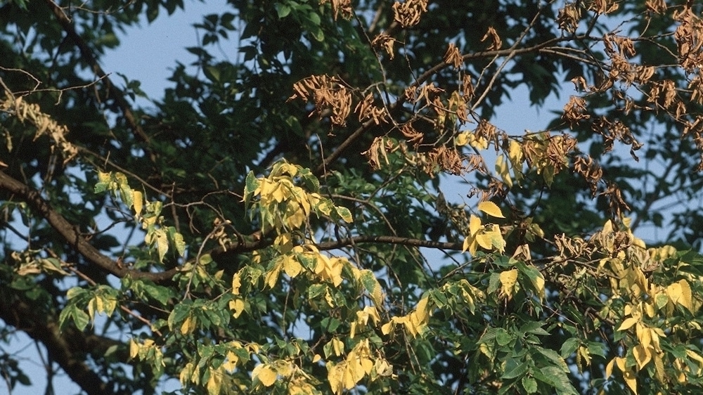 dutch-elm-disease