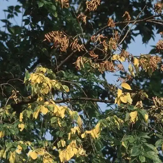 dutch-elm-disease