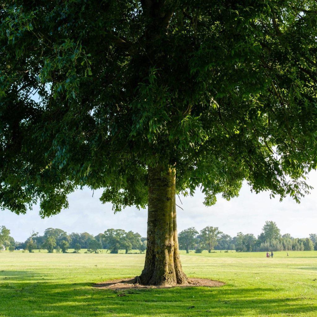 Summer Storm-Proofing Your Trees: How to Keep Your Garden Safe During NZ’s Unpredictable Weather