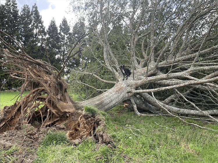 Emergency Arborist Hamilton