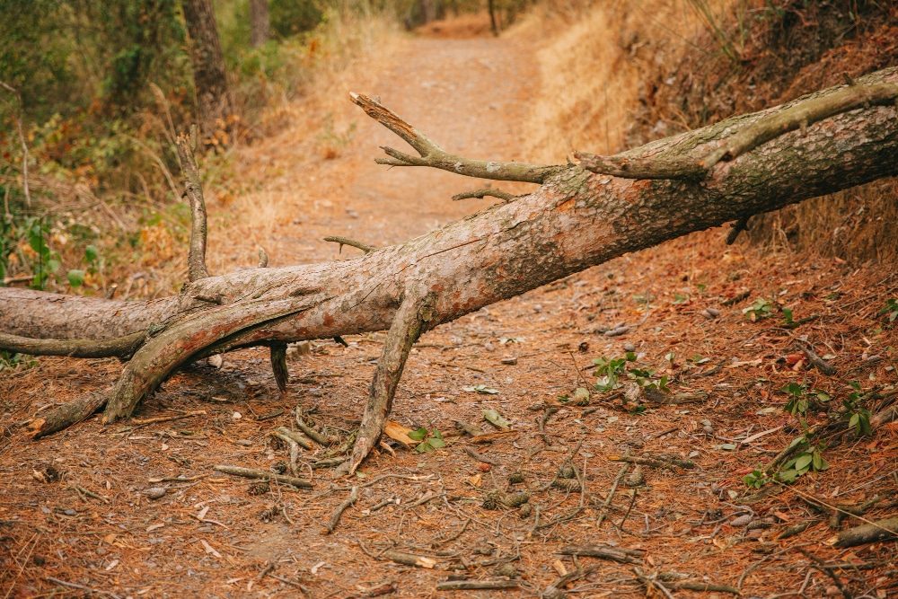 Emergency Arborist