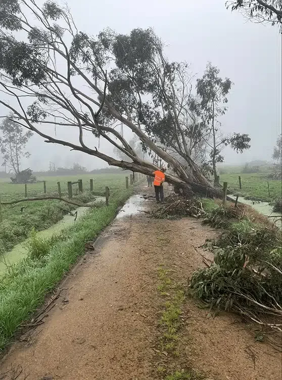 Emergency-Tree-Care-Hamilton