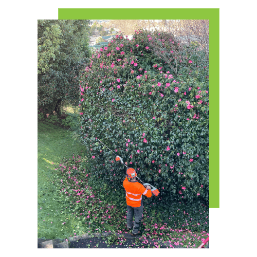 Hedge Trimming