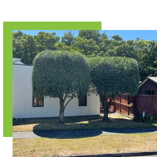 Hedge Trimming in Waikato