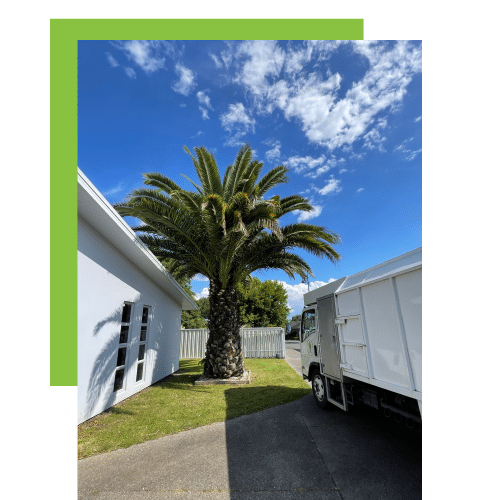 Palm Tree Pruning in Hamilton