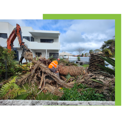 Palm Tree Removal