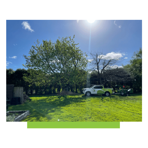 Tree Pruning and Trimming Services