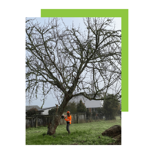 Tree Removals Hamilton