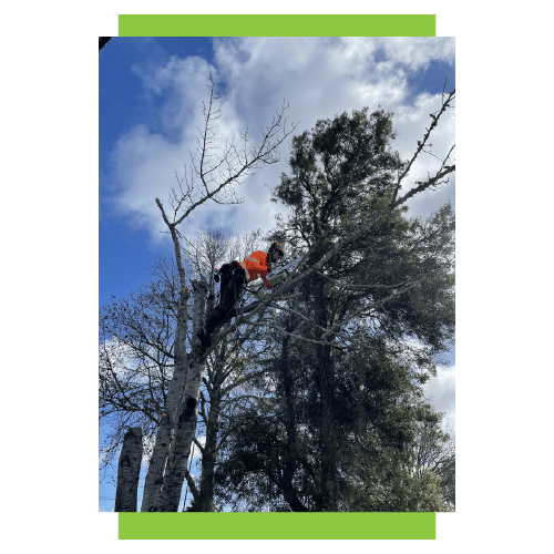 Tree Removals