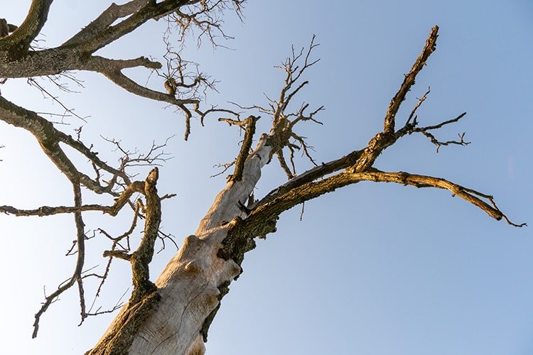 A dry, fat-free tree, eaten by a bark beetle. A sick tree without bark in the desert against a lifeless blue sky. Damaged trees in the forest from pesticides and agrochemicals.