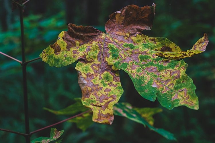 Brown golden dead fallen autumn leaf on a green background