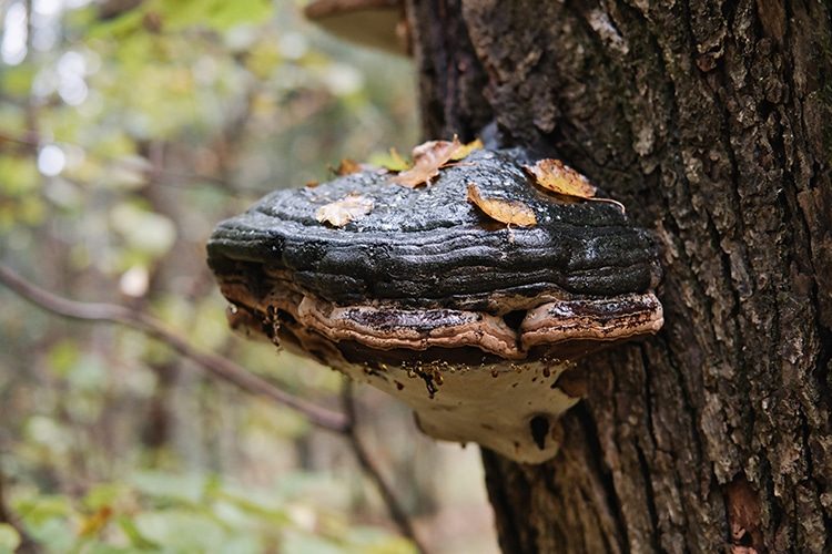 Huge parasite fungus on the tree trunk. Tinder mushroom on the tree. Selective focus.