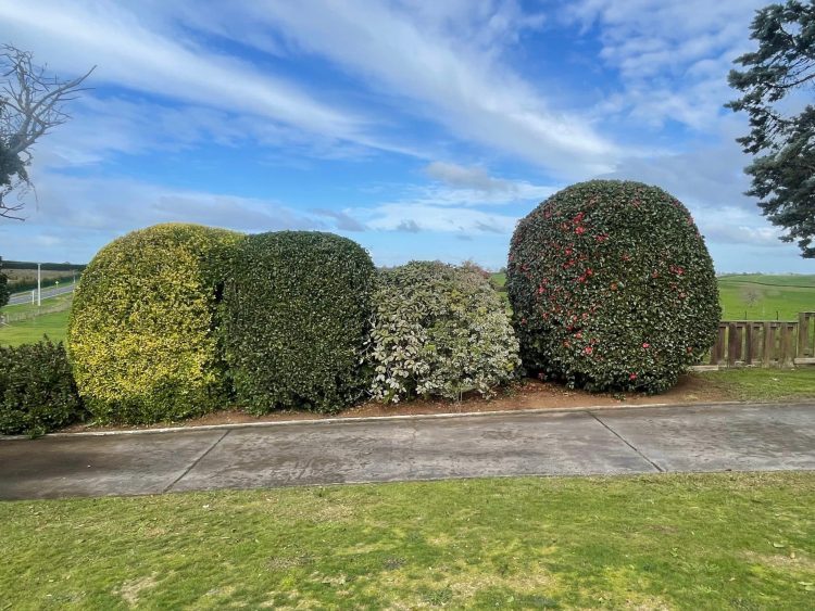 hedge trimming Waikato