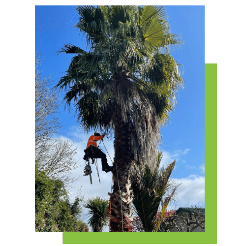 Palm Tree in Hamilton